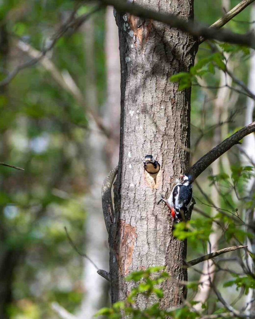 cute-hairy-woodpecker-feeding-baby-woodpecker-with-insects